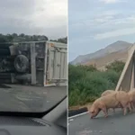 Κρήτη: Τροχαίο με νταλίκα γεμάτη γουρούνια που σκοτώθηκαν ΒΙΝΤΕΟ