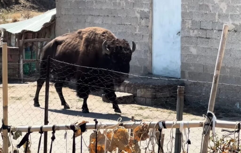 ΒΙΝΤΕΟ με βίσονα να «κόβει βόλτες» σε αυλή σπιτιού στα Τρίκαλα