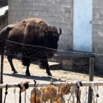 ΒΙΝΤΕΟ με βίσονα να «κόβει βόλτες» σε αυλή σπιτιού στα Τρίκαλα