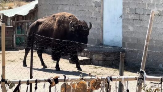 ΒΙΝΤΕΟ με βίσονα να «κόβει βόλτες» σε αυλή σπιτιού στα Τρίκαλα