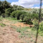 Αγρίνιο: Τέλος στο μυστήριο με το ανθρώπινο κρανίο ΦΩΤΟ