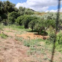 Κυψέλη: «Κλειδί» η εξέταση του ανθρωπολόγου για τα ανθρώπινα οστά που βρέθηκαν σε χωράφι