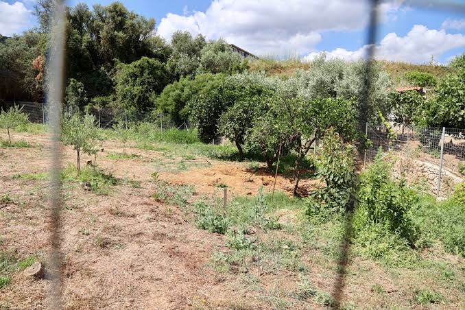 Κυψέλη: «Κλειδί» η εξέταση του ανθρωπολόγου για τα ανθρώπινα οστά που βρέθηκαν σε χωράφι