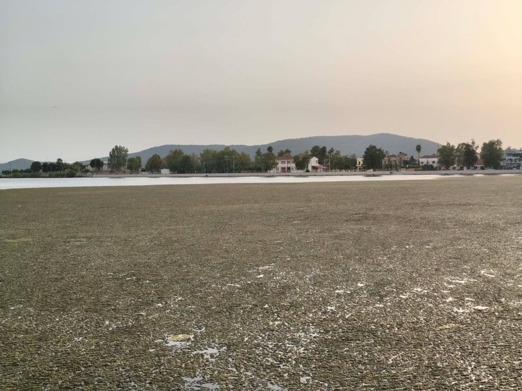 Η Οικολογική Κίνηση Πάτρας για την Λιμνοθάλασσα Αιτωλικού ΦΩΤΟ 5 Η Οικολογική Κίνηση Πάτρας για την Λιμνοθάλασσα Αιτωλικού ΦΩΤΟ