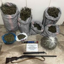 Μεγάλη αστυνομική επιχείρηση στην Ηλεία: Κατασχέθηκαν δενδρύλλια κάνναβης και όπλα 1 Μεγάλη αστυνομική επιχείρηση στην Ηλεία: Κατασχέθηκαν δενδρύλλια κάνναβης και όπλα