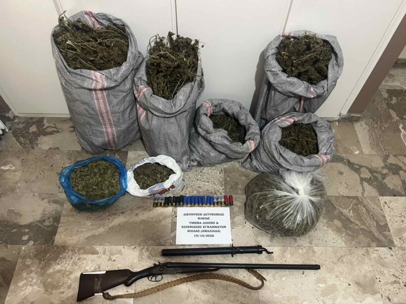 Μεγάλη αστυνομική επιχείρηση στην Ηλεία: Κατασχέθηκαν δενδρύλλια κάνναβης και όπλα 4 Μεγάλη αστυνομική επιχείρηση στην Ηλεία: Κατασχέθηκαν δενδρύλλια κάνναβης και όπλα
