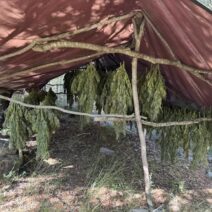 Ερύμανθος: Εντοπίστηκε μεγάλη φυτεία 330 δενδρυλλίων κάνναβης - Επιτυχία από την Αστυνομία ΦΩΤΟ 3 Φωτογραφία από το Ερύμανθος με εντοπισμένες μεγάλες φυτείες δένδρ…