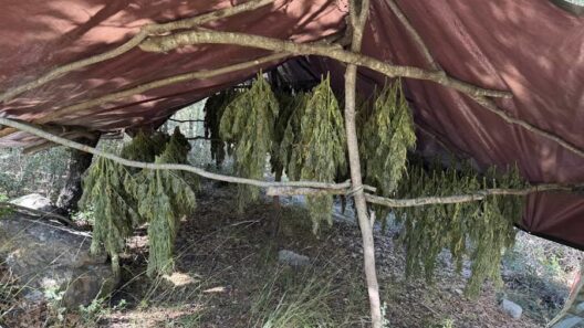 Ερύμανθος: Εντοπίστηκε μεγάλη φυτεία 330 δενδρυλλίων κάνναβης - Επιτυχία από την Αστυνομία ΦΩΤΟ 12 Φωτογραφία από το Ερύμανθος με εντοπισμένες μεγάλες φυτείες δένδρ…