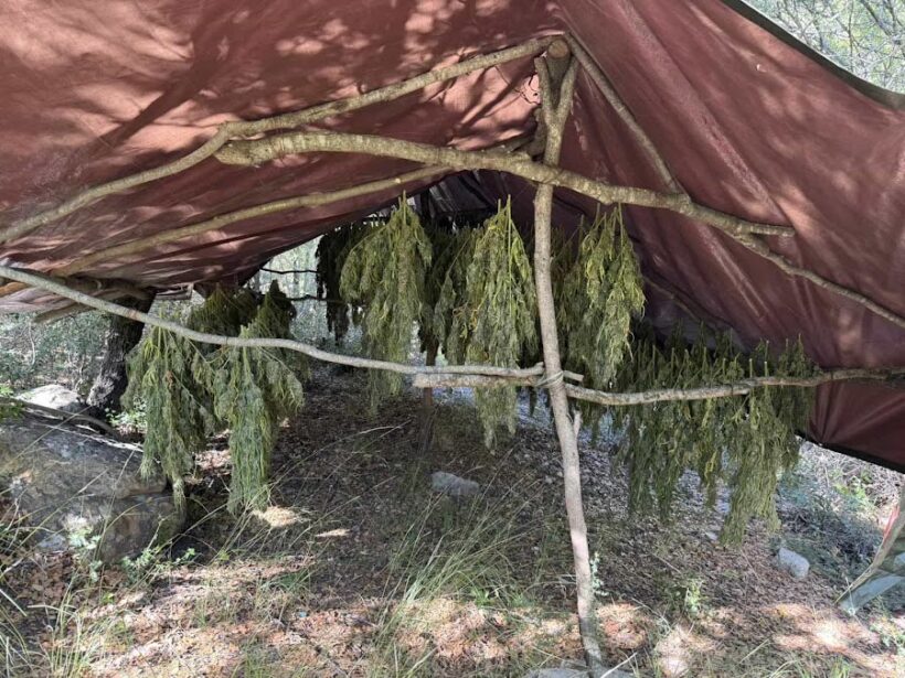 Ερύμανθος: Εντοπίστηκε μεγάλη φυτεία 330 δενδρυλλίων κάνναβης - Επιτυχία από την Αστυνομία ΦΩΤΟ 4 Φωτογραφία από το Ερύμανθος με εντοπισμένες μεγάλες φυτείες δένδρ…