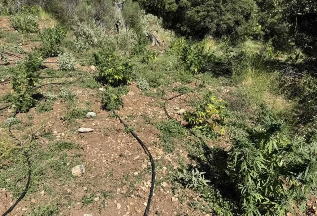 Ερύμανθος: Εντοπίστηκε μεγάλη φυτεία 330 δενδρυλλίων κάνναβης - Επιτυχία από την Αστυνομία ΦΩΤΟ 6 Ερύμανθος: Εντοπίστηκε μεγάλη φυτεία 330 δενδρυλλίων κάνναβης - Επιτυχία από την Αστυνομία ΦΩΤΟ