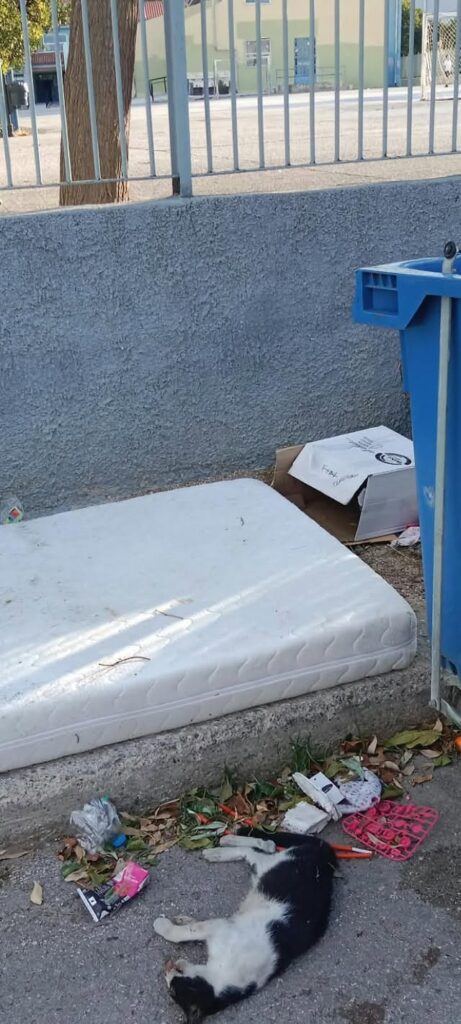 Πάτρα: Σωροί απορριμμάτων και ψοφίμια έξω από Δημοτικό σχολείο ΦΩΤΟ