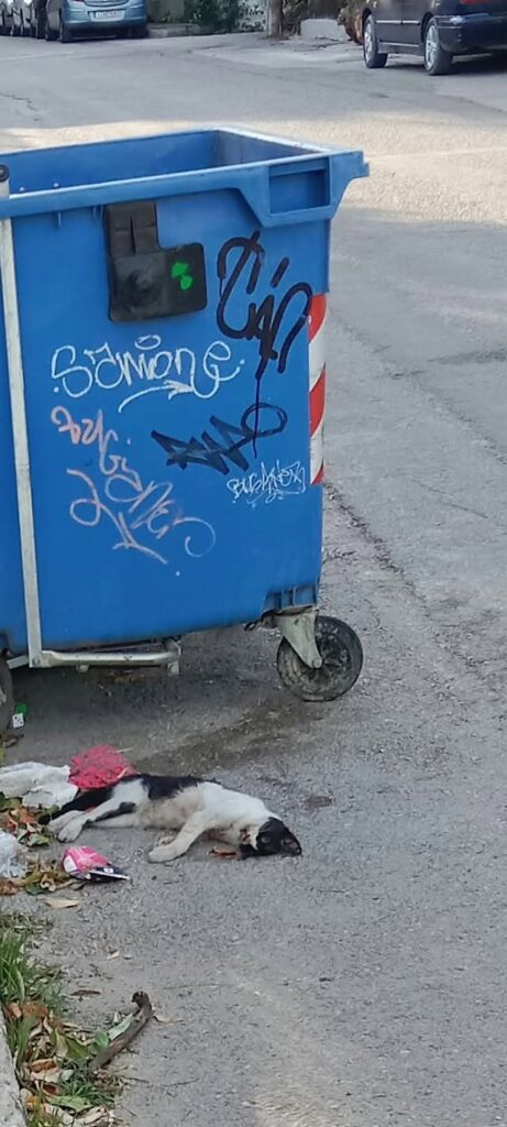 Πάτρα: Σωροί απορριμμάτων και ψοφίμια έξω από Δημοτικό σχολείο ΦΩΤΟ