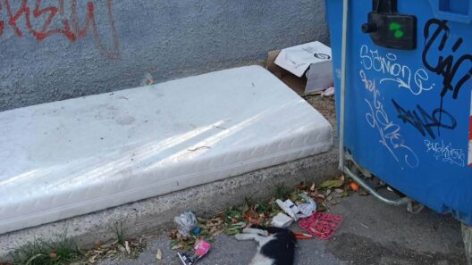 Πάτρα: Σωροί απορριμμάτων και ψοφίμια έξω από Δημοτικό σχολείο ΦΩΤΟ 13 Πάτρα: Σωροί απορριμμάτων και ψοφίμια έξω από Δημοτικό σχολείο ΦΩΤΟ