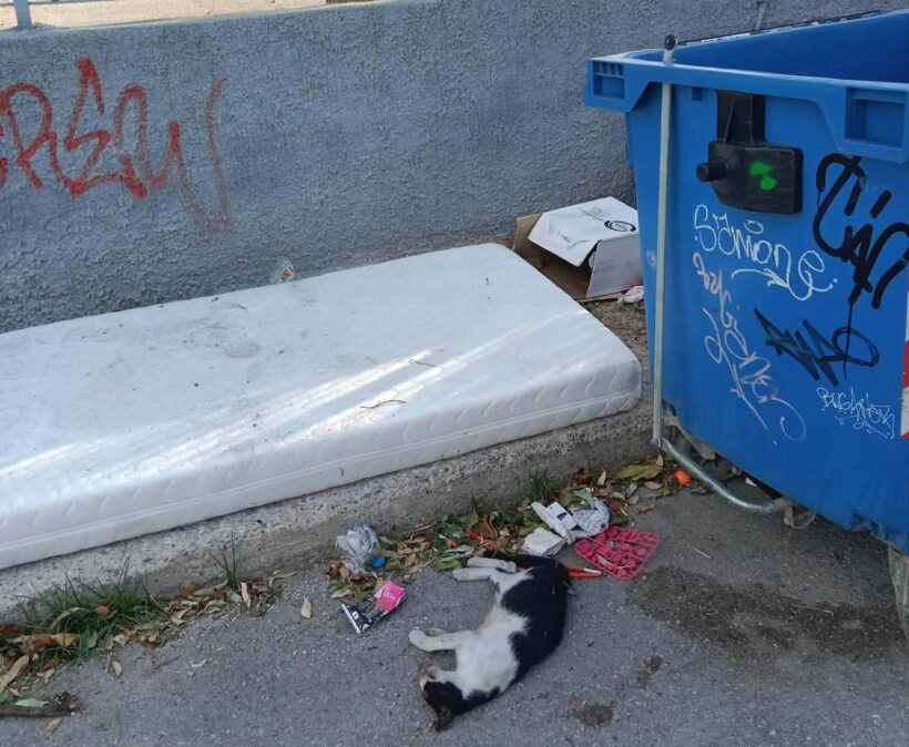 Πάτρα: Σωροί απορριμμάτων και ψοφίμια έξω από Δημοτικό σχολείο ΦΩΤΟ 4 Πάτρα: Σωροί απορριμμάτων και ψοφίμια έξω από Δημοτικό σχολείο ΦΩΤΟ