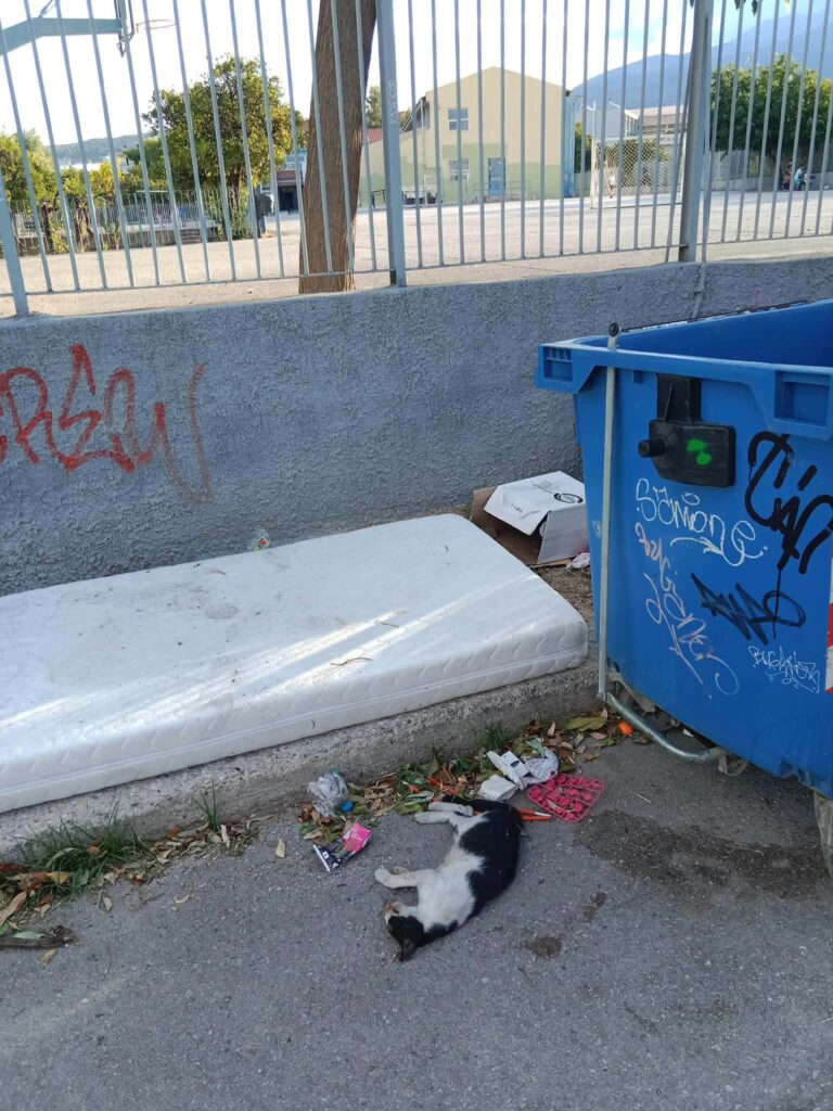 Πάτρα: Σωροί απορριμμάτων και ψοφίμια έξω από Δημοτικό σχολείο ΦΩΤΟ