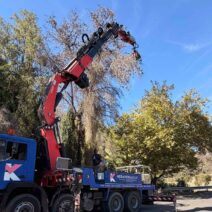 Κάλφα: Καθαρισμός και κλάδεμα επικίνδυνων δέντρων ΦΩΤΟ