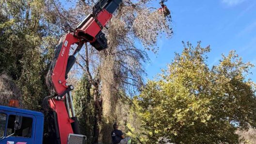 Κάλφα: Καθαρισμός και κλάδεμα επικίνδυνων δέντρων ΦΩΤΟ