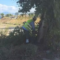 Ρίο: Κοπή και απομάκρυνση επικίνδυνων δέντρων για ασφάλεια των μετακινήσεων ΒΙΝΤΕΟ