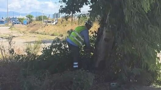 Ρίο: Κοπή και απομάκρυνση επικίνδυνων δέντρων για ασφάλεια των μετακινήσεων ΒΙΝΤΕΟ