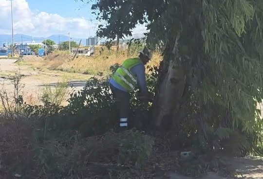 Ρίο: Κοπή και απομάκρυνση επικίνδυνων δέντρων για ασφάλεια των μετακινήσεων ΒΙΝΤΕΟ