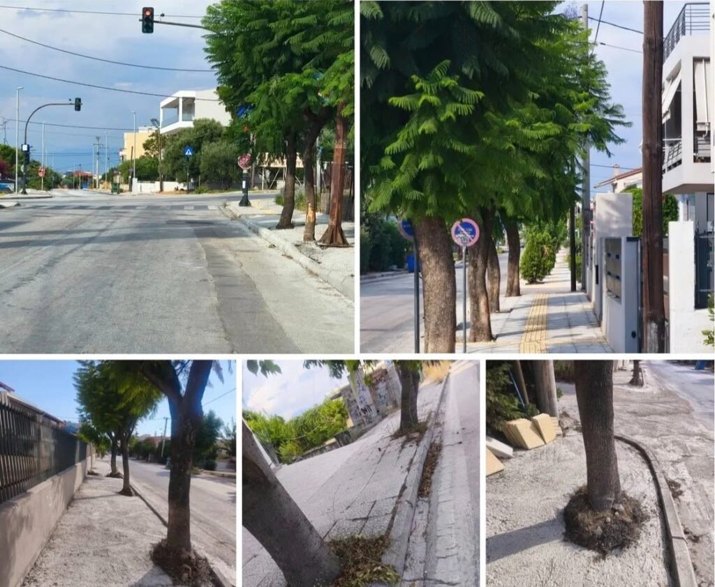 Πάτρα: Καλούπωμα στα δέντρα της οδού Αυστραλίας μετά την γκρίνια κατοίκων ΦΩΤΟ