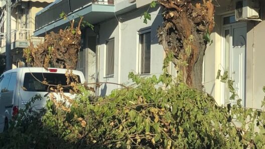 Πάτρα: Κλαδιά και οδικά εμπόδια πάνω από το νοσοκομείο «Άγιος Ανδρέας» ΦΩΤΟ 12 Πάτρα: Κλαδιά και οδικά εμπόδια πάνω από το νοσοκομείο «Άγιος Ανδρέας» ΦΩΤΟ