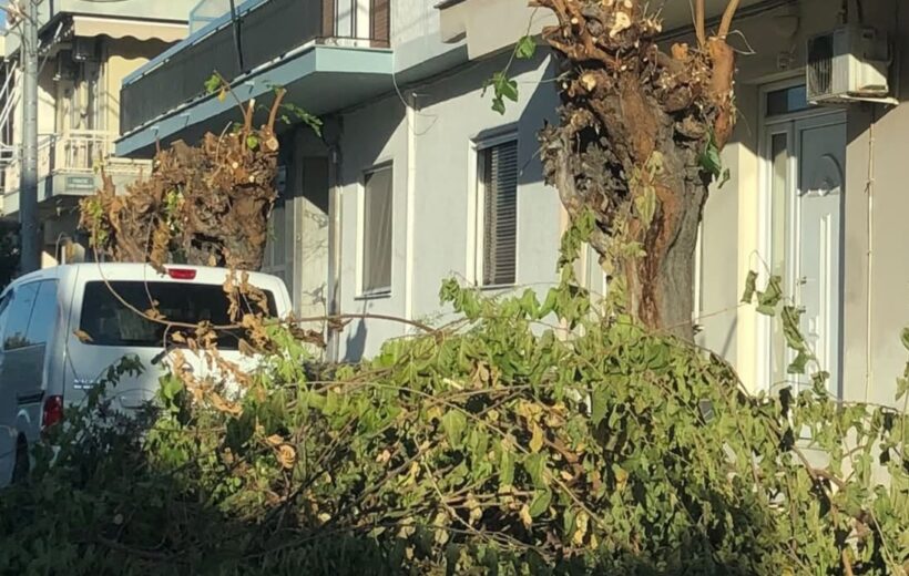 Πάτρα: Κλαδιά και οδικά εμπόδια πάνω από το νοσοκομείο «Άγιος Ανδρέας» ΦΩΤΟ