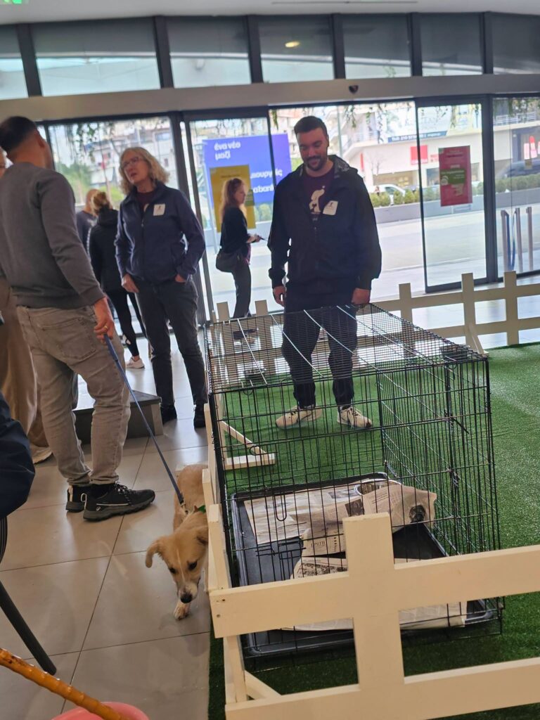 Αδέσποτα σκυλάκια από το Αίγιο στο Athens Metro Mall ΦΩΤΟ 6 Αδέσποτα σκυλάκια από το Αίγιο στο Athens Metro Mall ΦΩΤΟ