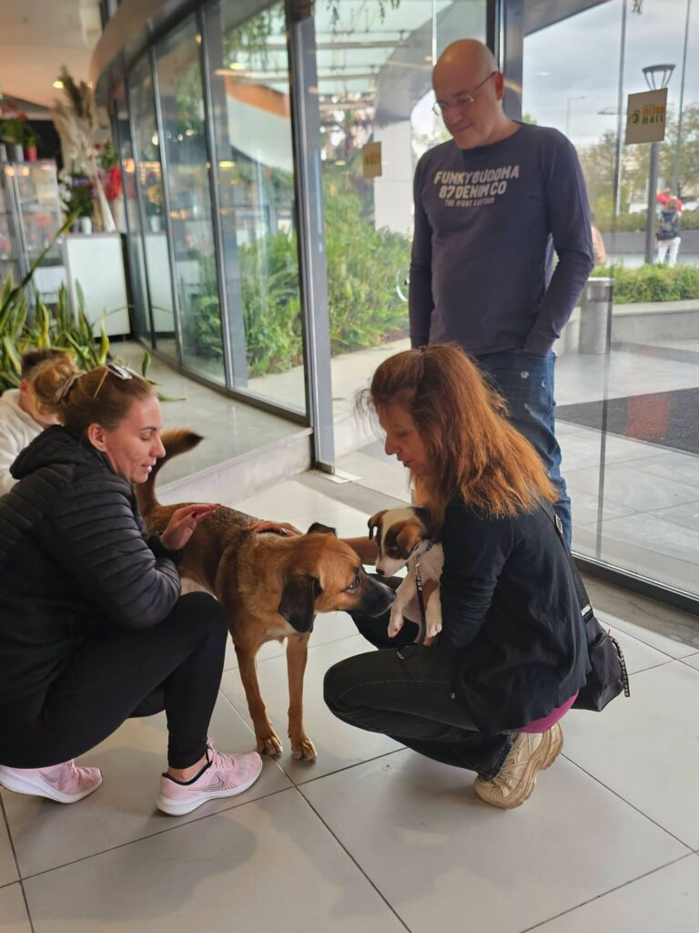 Αδέσποτα σκυλάκια από το Αίγιο στο Athens Metro Mall ΦΩΤΟ 8 Αδέσποτα σκυλάκια από το Αίγιο στο Athens Metro Mall ΦΩΤΟ