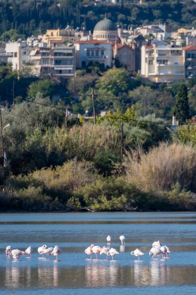 Αίγίο: Η ανθρώπινη όχληση «εκτοπίζει» τα Φλαμίνγκο στην Αλυκή ΦΩΤΟ 5 Αίγίο: Η ανθρώπινη όχληση «εκτοπίζει» τα Φλαμίνγκο στην Αλυκή ΦΩΤΟ