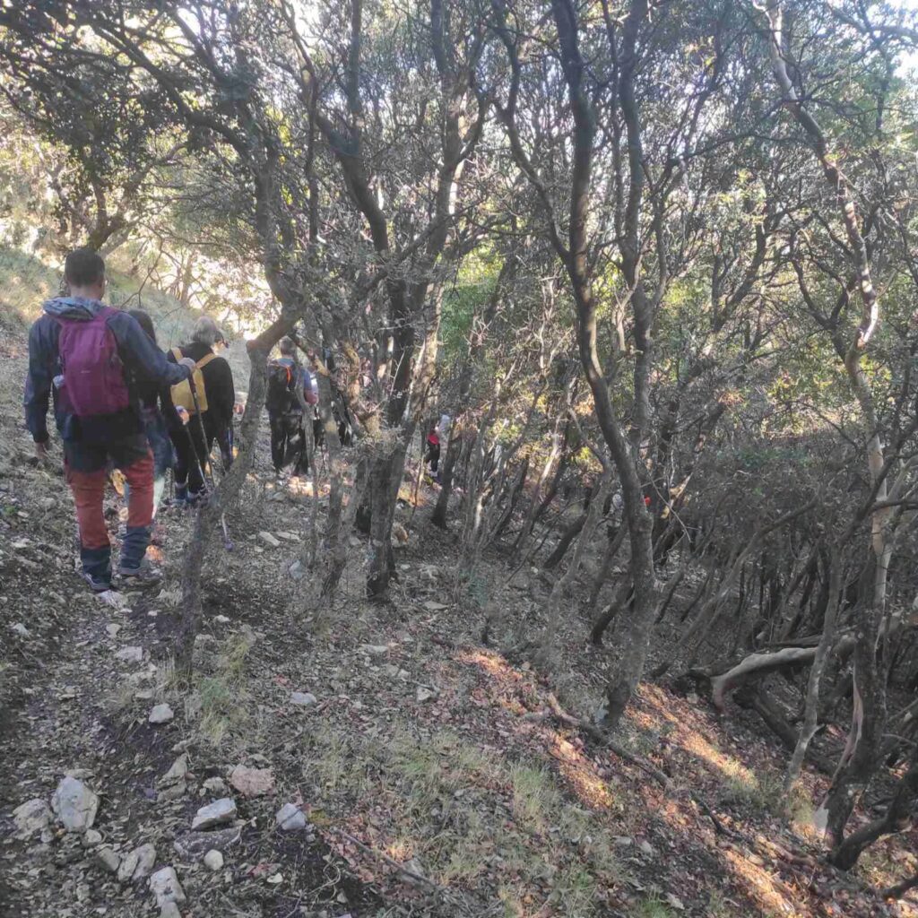 Πεζοπορία του ΕΟΣ Πάτρας στο Πευκοδάσος Μαυρομανδήλας ΦΩΤΟ 6 Πεζοπορία του ΕΟΣ Πάτρας στο Πευκοδάσος Μαυρομανδήλας ΦΩΤΟ