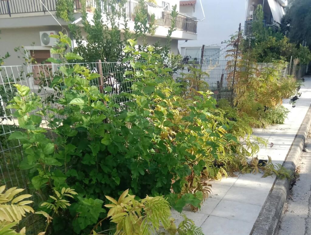Καθαριστικές εργασίες στην πλατεία Χατζή ΦΩΤΟ στην Πάτρα