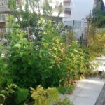 Πάτρα: Έντονες αντιδράσεις για την καθαριότητα στην πλατεία Χατζή ΦΩΤΟ