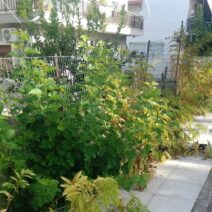 Πάτρα: Έντονες αντιδράσεις για την καθαριότητα στην πλατεία Χατζή ΦΩΤΟ 2 Καθαριστικές εργασίες στην πλατεία Χατζή ΦΩΤΟ στην Πάτρα