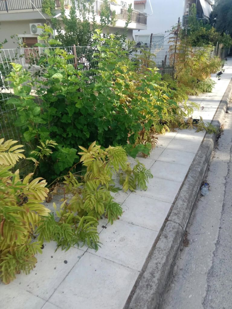 Πάτρα: Έντονες αντιδράσεις για την καθαριότητα στην πλατεία Χατζή ΦΩΤΟ 5 Πάτρα: Έντονες αντιδράσεις για την καθαριότητα στην πλατεία Χατζή ΦΩΤΟ