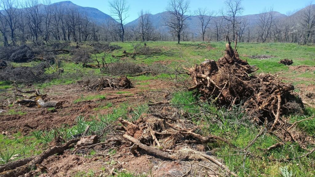 Καλάβρυτα: Καταστροφή δέντρων 60 ετών «κοστολογείται» στα 286 ευρώ – Σοβαρή καταγγελία για αυθαιρεσία του Δασαρχείου