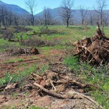 Καλάβρυτα: Καταστροφή δέντρων 60 ετών «κοστολογείται» στα 286 ευρώ – Σοβαρή καταγγελία για αυθαιρεσία του Δασαρχείου 1 Καλάβρυτα: Καταστροφή δέντρων 60 ετών «κοστολογείται» στα 286 ευρώ – Σοβαρή καταγγελία για αυθαιρεσία του Δασαρχείου
