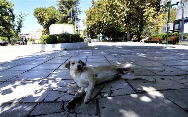 Πάτρα: Σφοδρή αντιπαράθεση για τα αδέσποτα στο Πανεπιστήμιο - Η άδικη μήνυση στον Πρύτανη και οι ευθύνες των συναρμοδίων