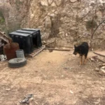 Αμαλιάδα: Συνελήφθη άνδρας για παράνομη αλυσόδεση ζώου