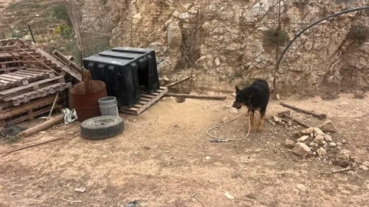 Άνδρας σε κράτηση για παράνομη αλυσόδεση ζώου στην Αμαλιάδα