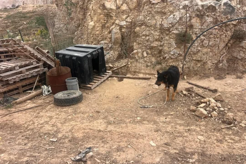 Άνδρας σε κράτηση για παράνομη αλυσόδεση ζώου στην Αμαλιάδα