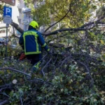Κάλφα: Τον καταπλάκωσε δέντρο την ώρα που το έκοβε