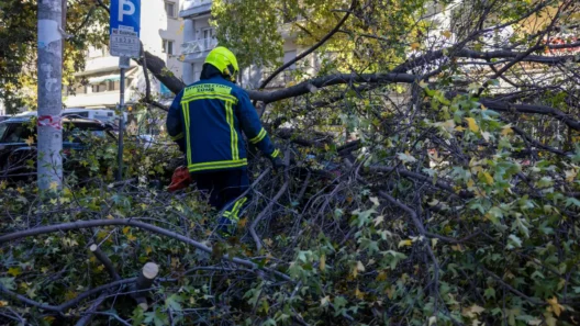 Κάλφα: Τον καταπλάκωσε δέντρο την ώρα που το έκοβε