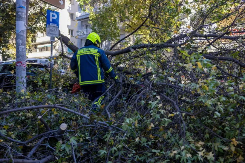 Κάλφα: Τον καταπλάκωσε δέντρο την ώρα που το έκοβε 4 Κάλφα: Τον καταπλάκωσε δέντρο την ώρα που το έκοβε