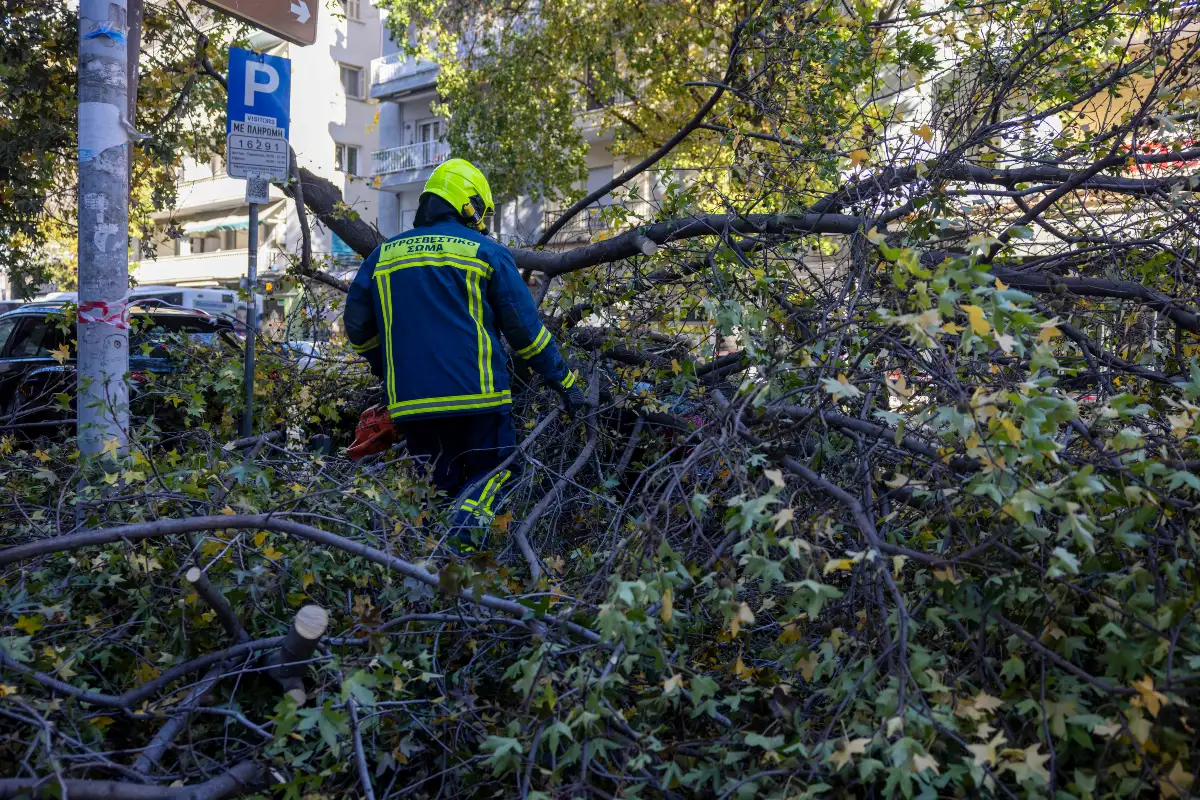 Κάλφα: Τον καταπλάκωσε δέντρο την ώρα που το έκοβε ΦΩΤΟ