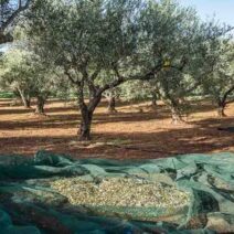 Ηλεία: Τραγική κατάληξη για 73χρονο μέσα στο χωράφι του