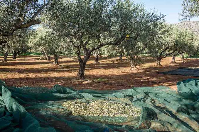 Ηλεία: Τραγική κατάληξη για 73χρονο μέσα στο χωράφι του