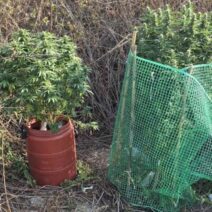 Ναυπακτία: Σύλληψη για καλλιέργεια και διακίνηση ναρκωτικών 1 Ναυπακτία: Σύλληψη για καλλιέργεια και διακίνηση ναρκωτικών