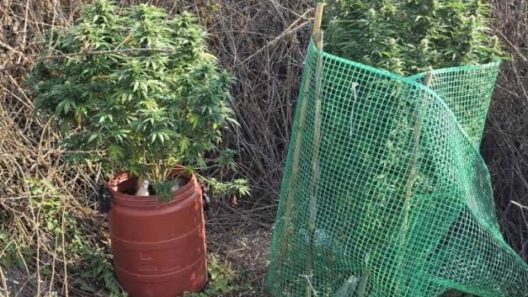 Ναυπακτία: Σύλληψη για καλλιέργεια και διακίνηση ναρκωτικών 13 Ναυπακτία: Σύλληψη για καλλιέργεια και διακίνηση ναρκωτικών
