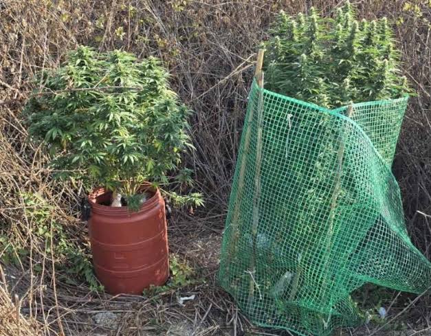 Ναυπακτία: Σύλληψη για καλλιέργεια και διακίνηση ναρκωτικών